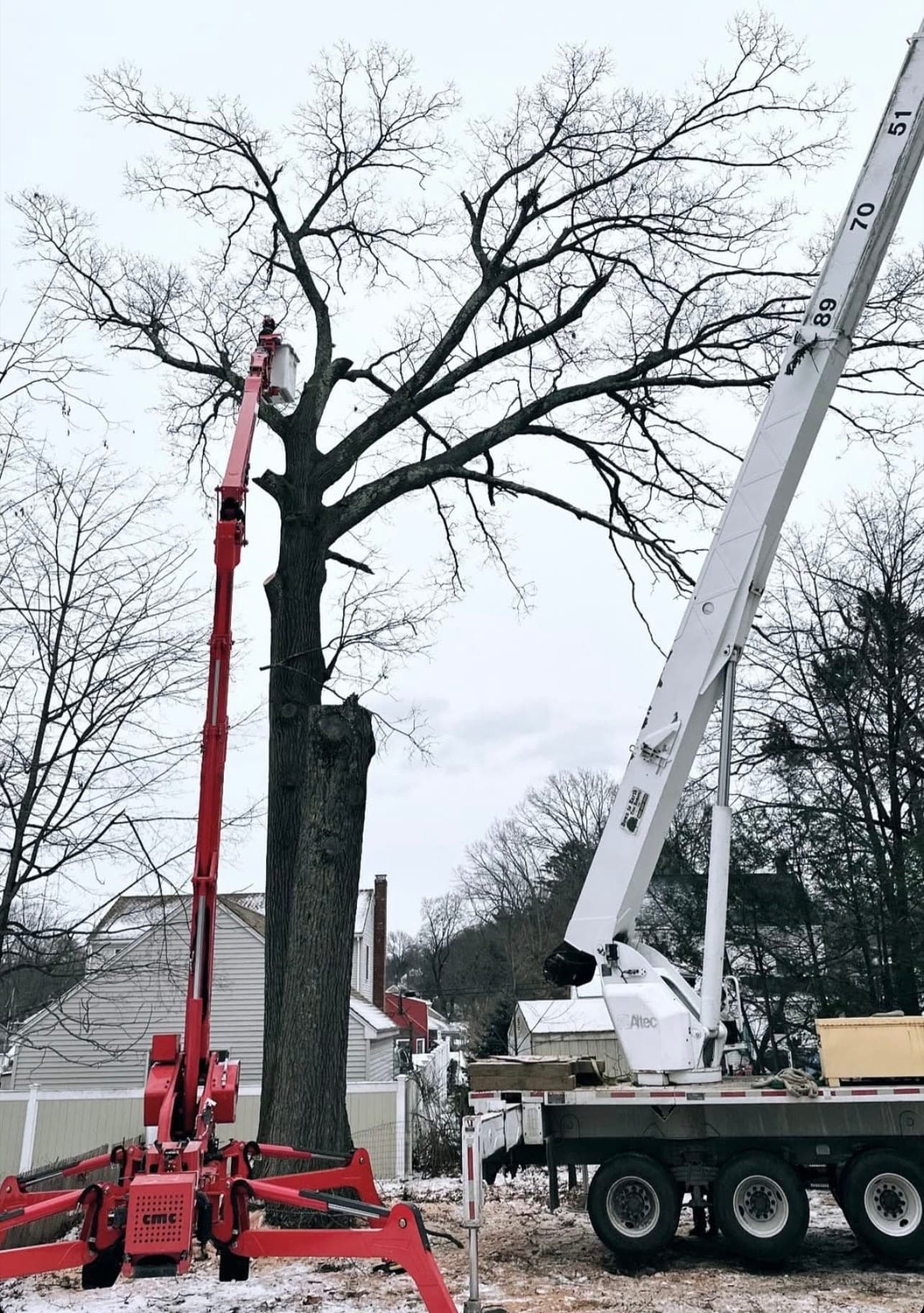Spider lift and bucket truck working on a tall bare tree