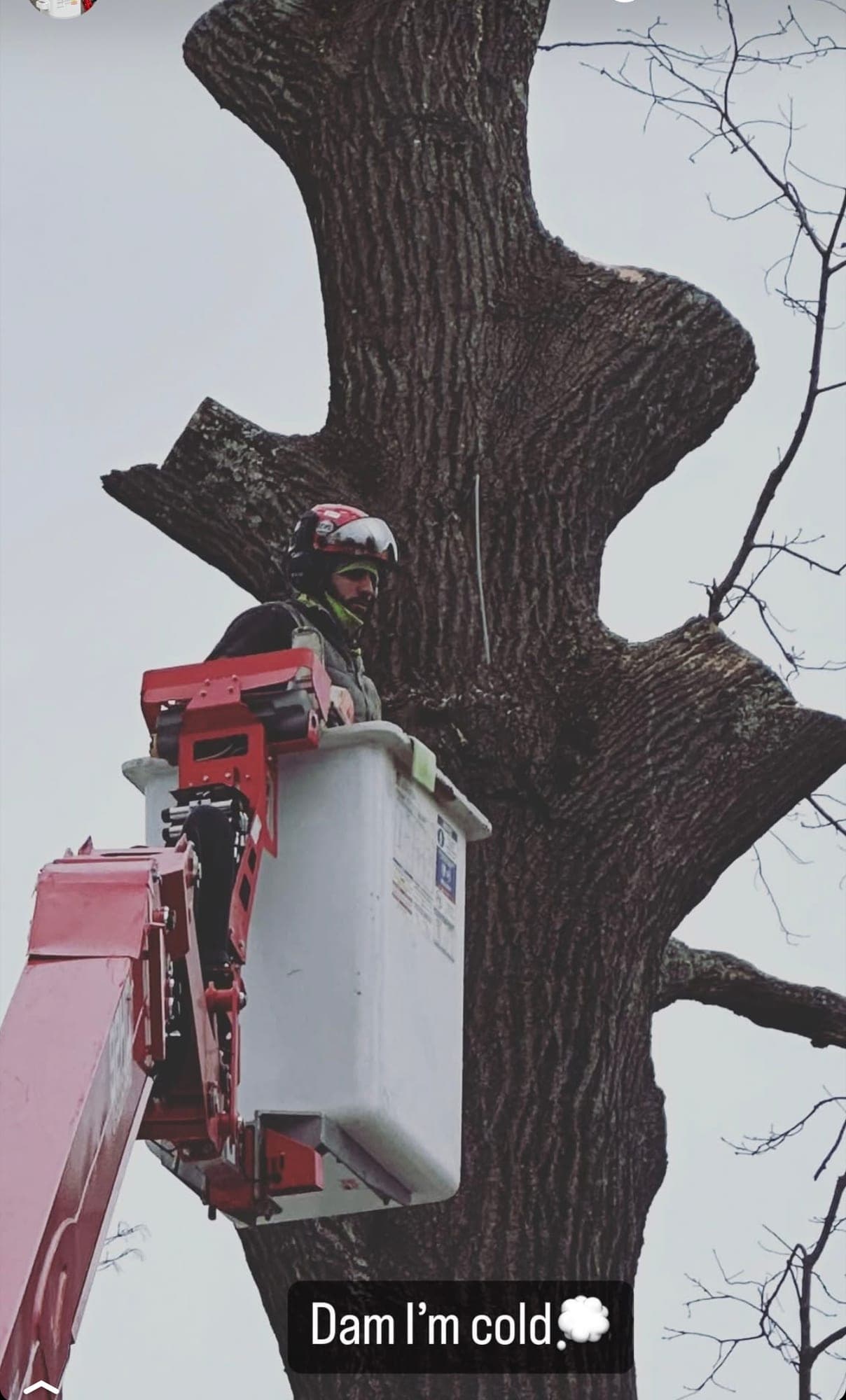 JLO climber in a spider lift bucket working beside a large trunk