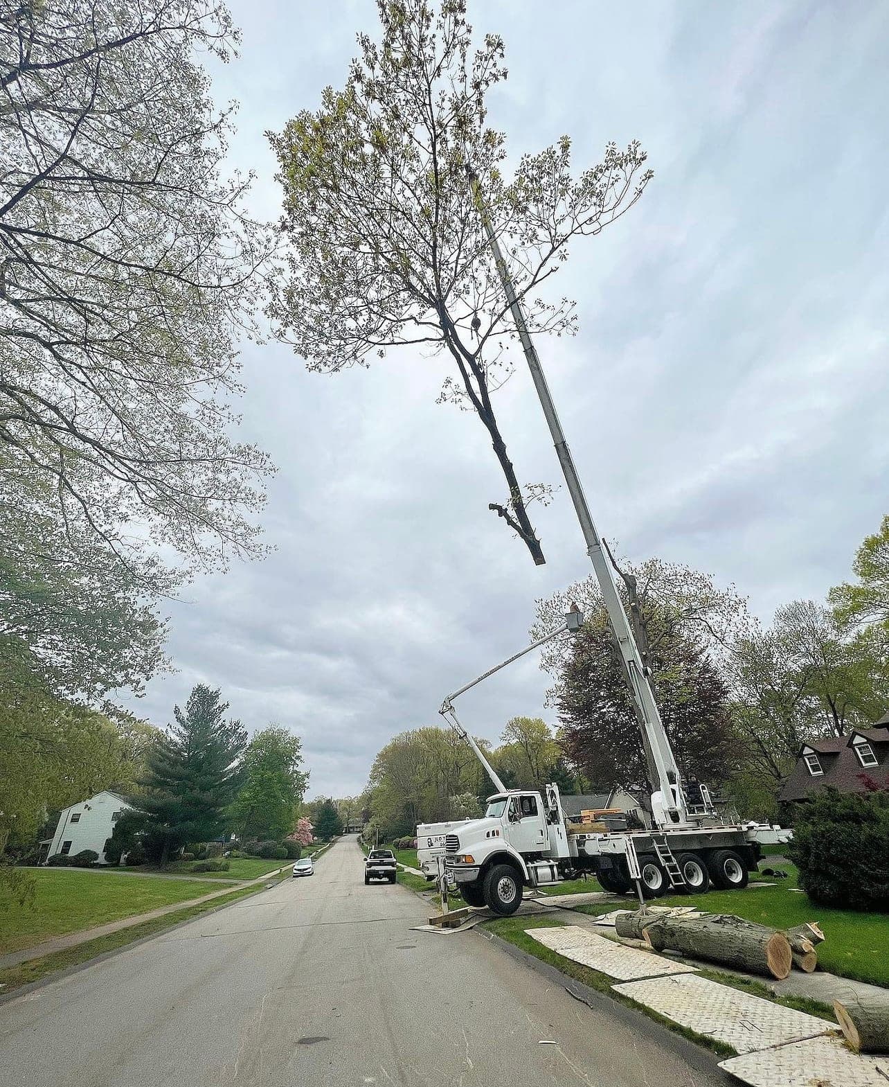 Crane lifting a whole tree above a neighborhood street
