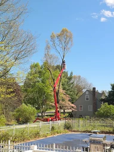 Spider lift reaching a tall tree in a backyard behind a pool fence