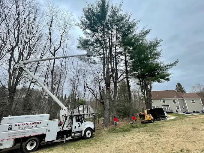 JLO bucket truck working tall pines beside a house