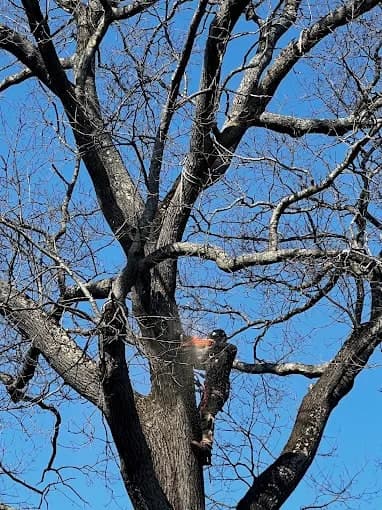 Climber high in a bare tree against a blue sky