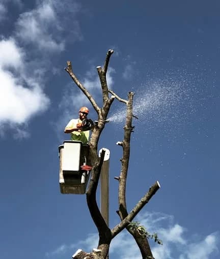Climber in a bucket cutting a trunk top as sawdust sprays against a blue sky