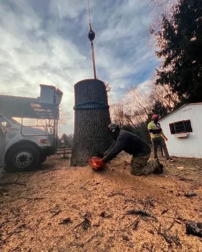 Crew member cutting a large trunk section on the ground
