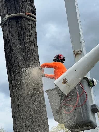Crew member in orange cutting a tall trunk from a bucket truck
