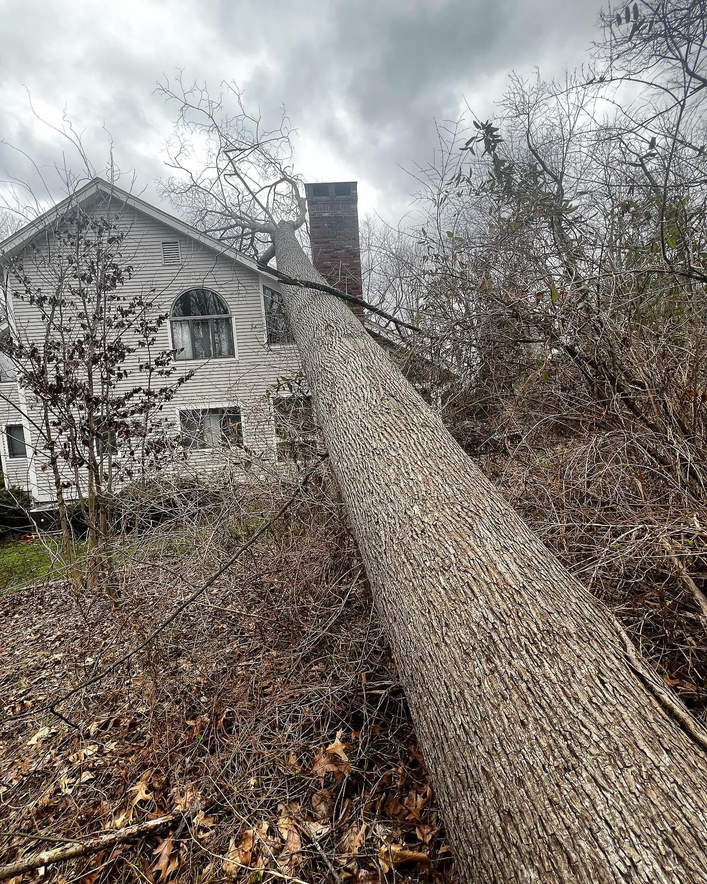 Large tree trunk fallen across a yard toward a two-story house