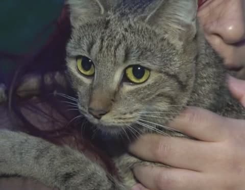 Chleo the cat, safe in her family's arms after the rescue