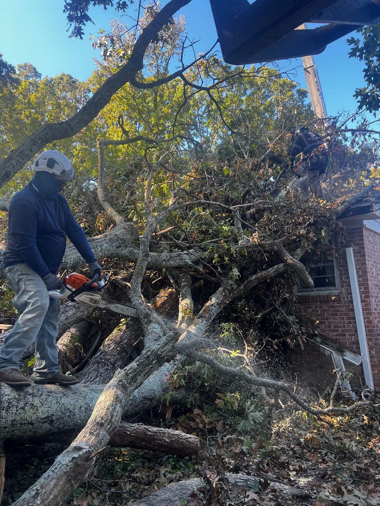 Crew member cutting up a large fallen tree beside a house