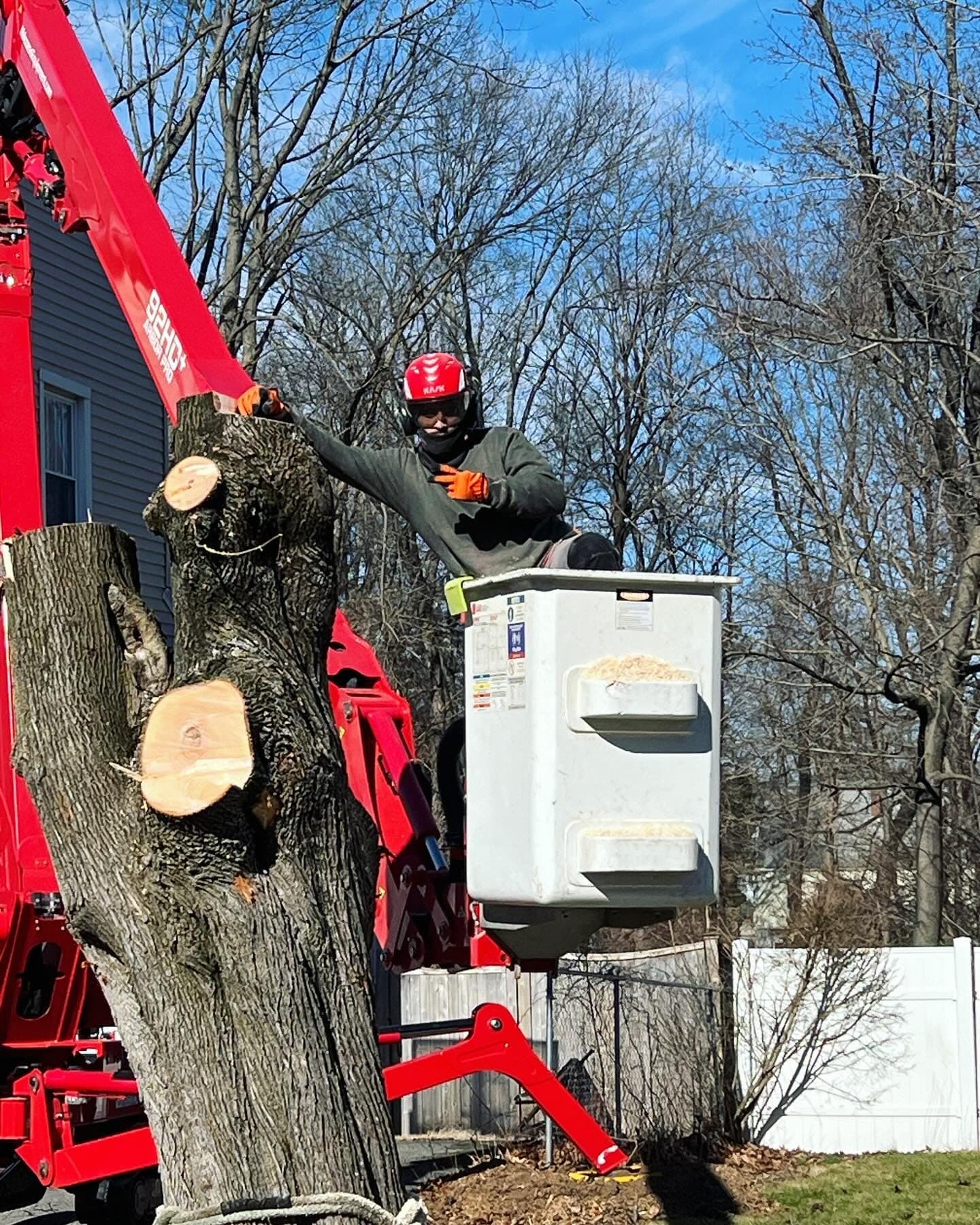 JLO crew member in a lift bucket cutting a tall trunk