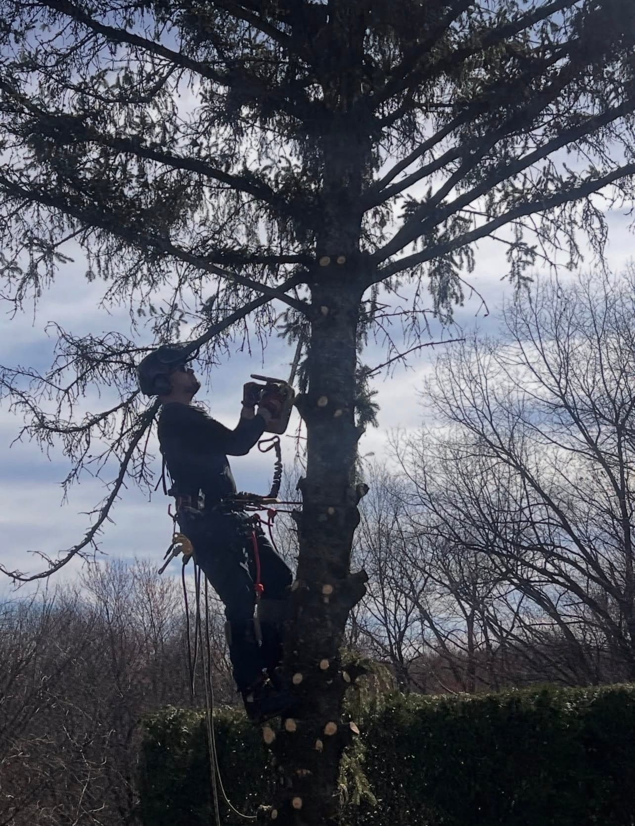 Climber with a chainsaw working high in a tall pine