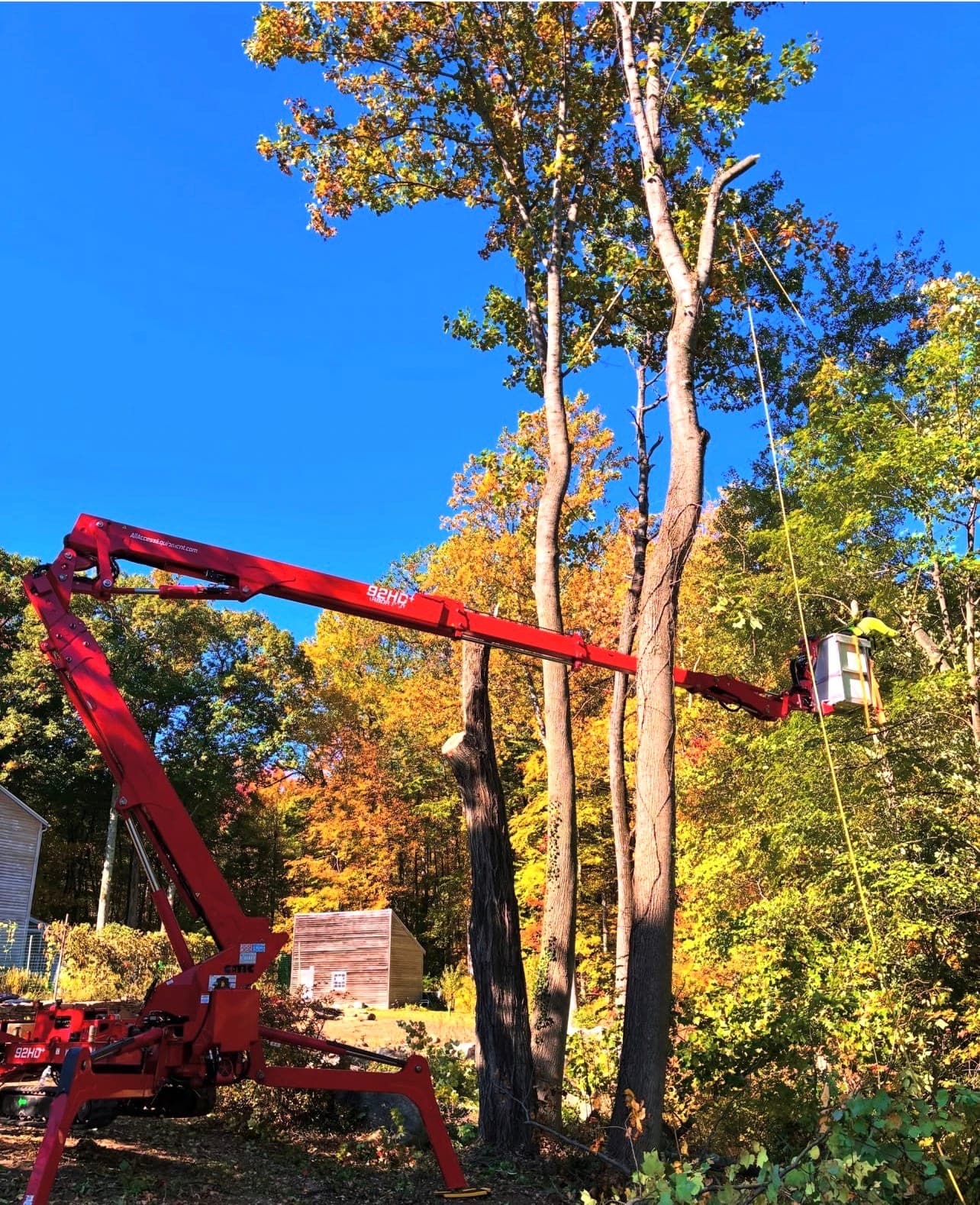 Red spider lift reaching the top of a tall trunk among autumn trees