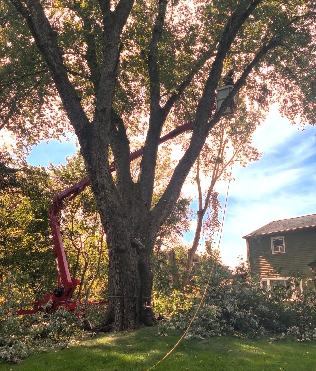 Red spider lift extended beside a large shade tree in a backyard