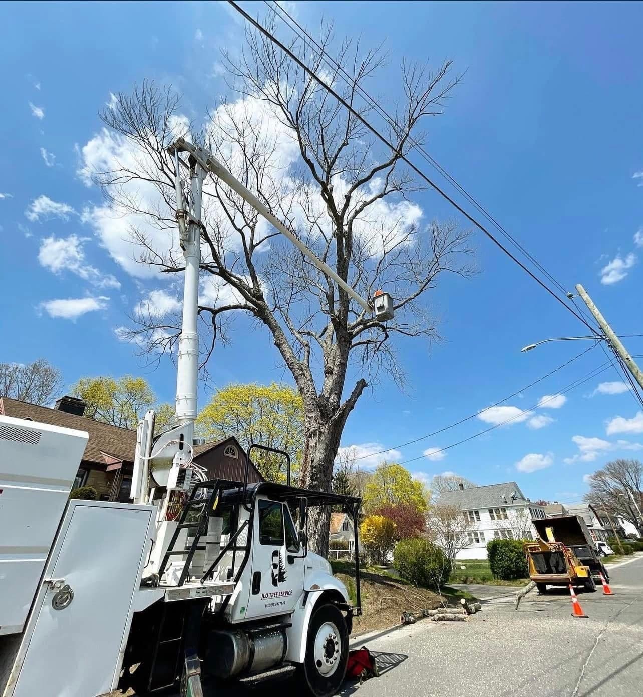 JLO bucket truck on a street beside a tall bare tree near power lines, with a chipper and cones behind